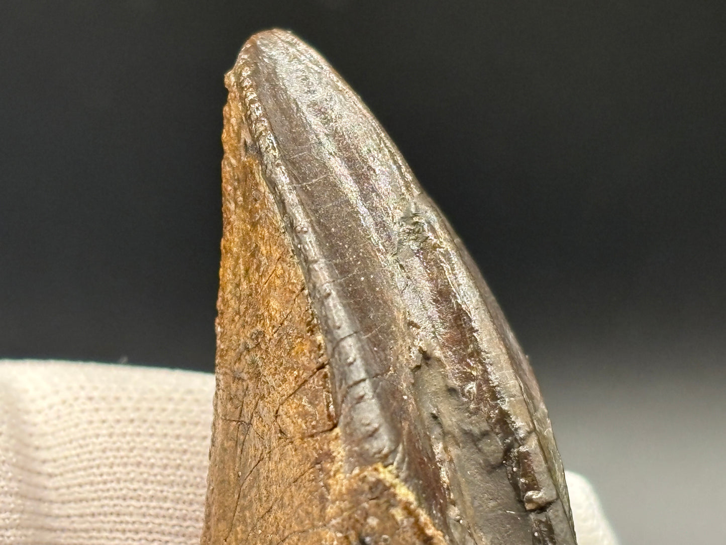 Museum-Quality Rooted Brachylophosaurus Tooth – Judith River Formation, Montana