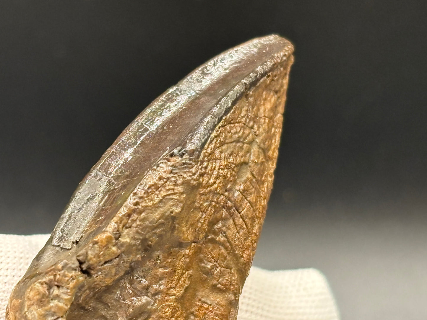 Museum-Quality Rooted Brachylophosaurus Tooth – Judith River Formation, Montana