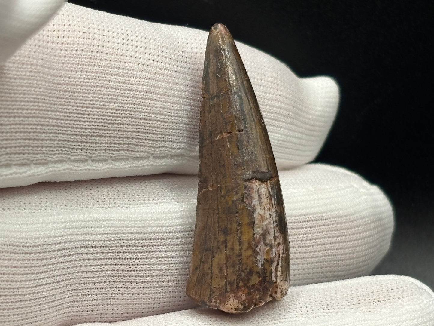 Authentic Phytosaur Tooth – Chinle Formation, St. Johns, Arizona