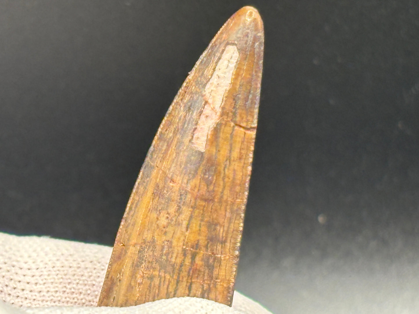 Authentic Phytosaur Tooth – Chinle Formation, St. Johns, Arizona