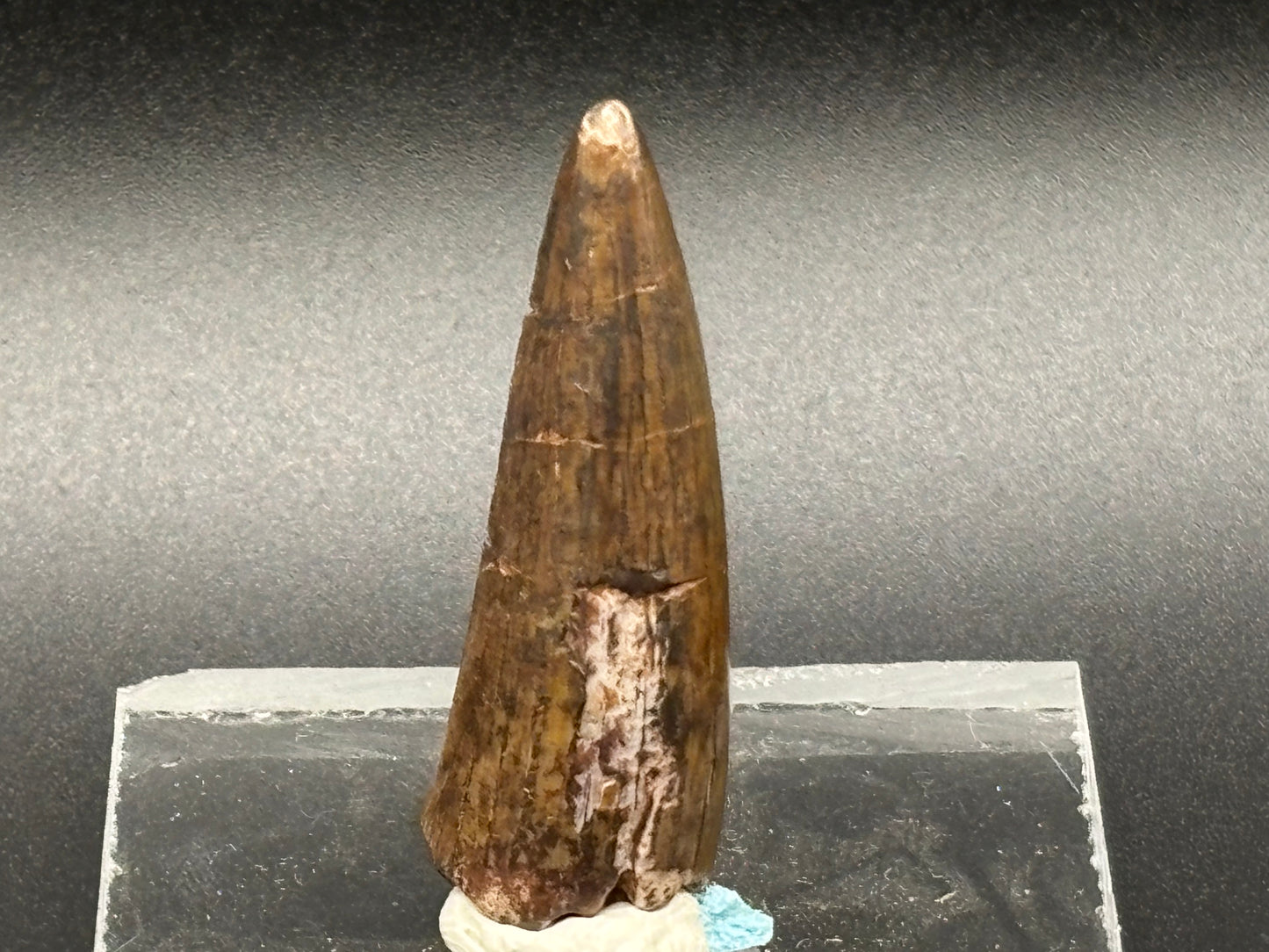 Authentic Phytosaur Tooth – Chinle Formation, St. Johns, Arizona