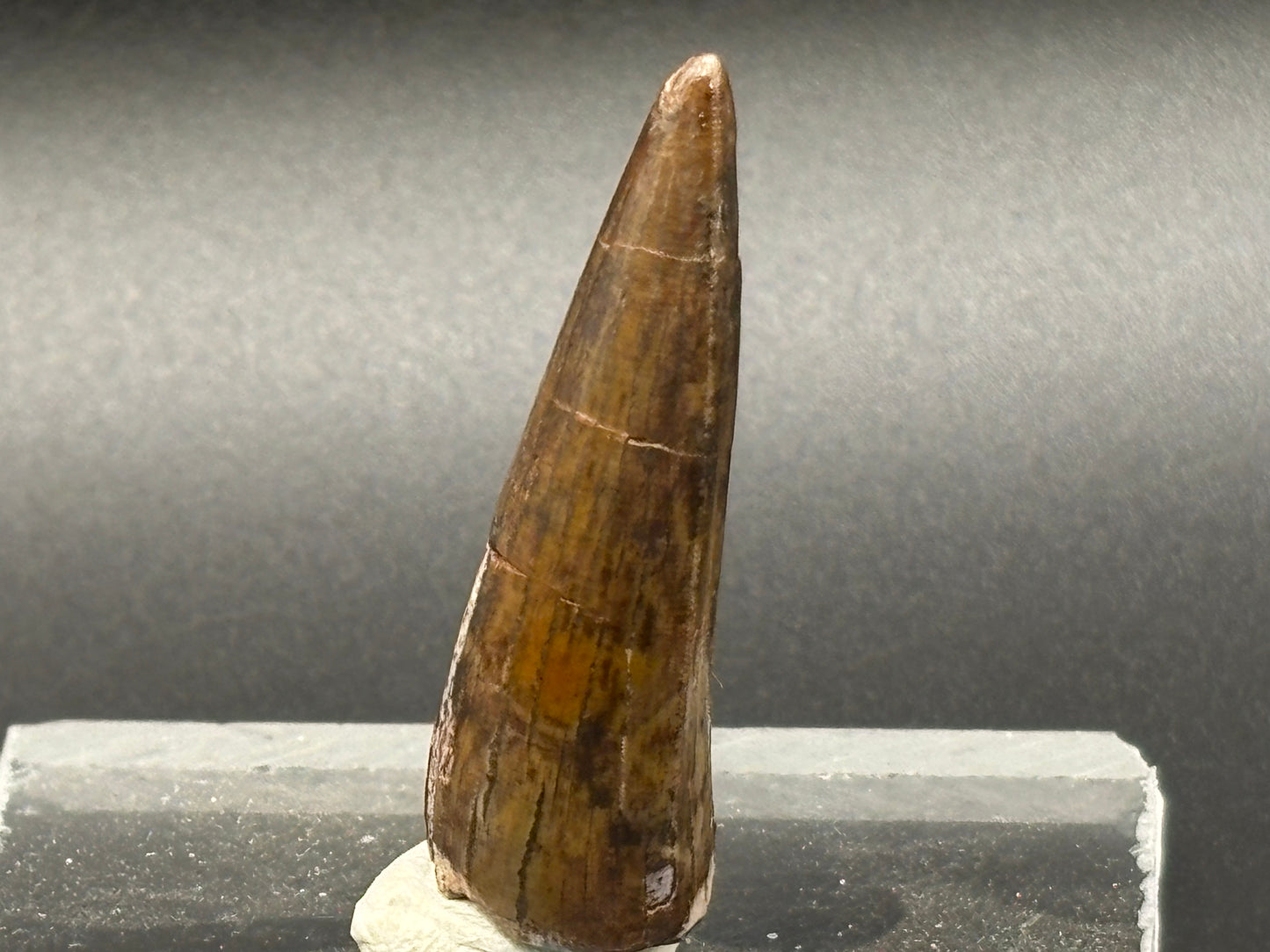 Authentic Phytosaur Tooth – Chinle Formation, St. Johns, Arizona