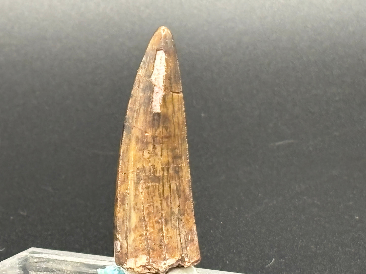 Authentic Phytosaur Tooth – Chinle Formation, St. Johns, Arizona