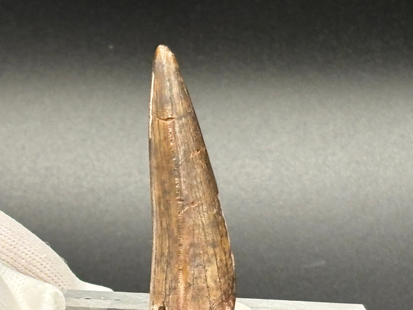 Authentic Phytosaur Tooth – Chinle Formation, St. Johns, Arizona