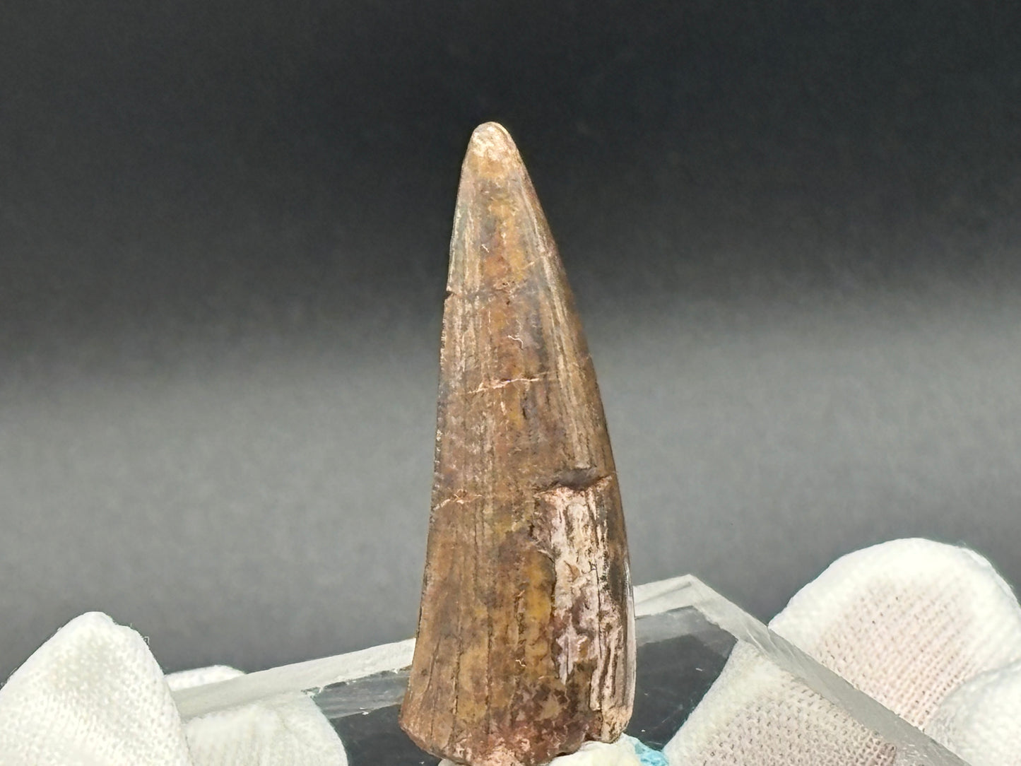 Authentic Phytosaur Tooth – Chinle Formation, St. Johns, Arizona