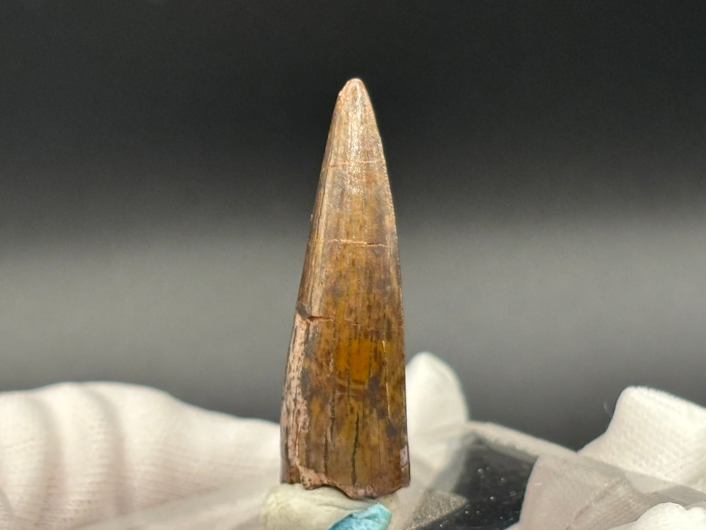 Authentic Phytosaur Tooth – Chinle Formation, St. Johns, Arizona