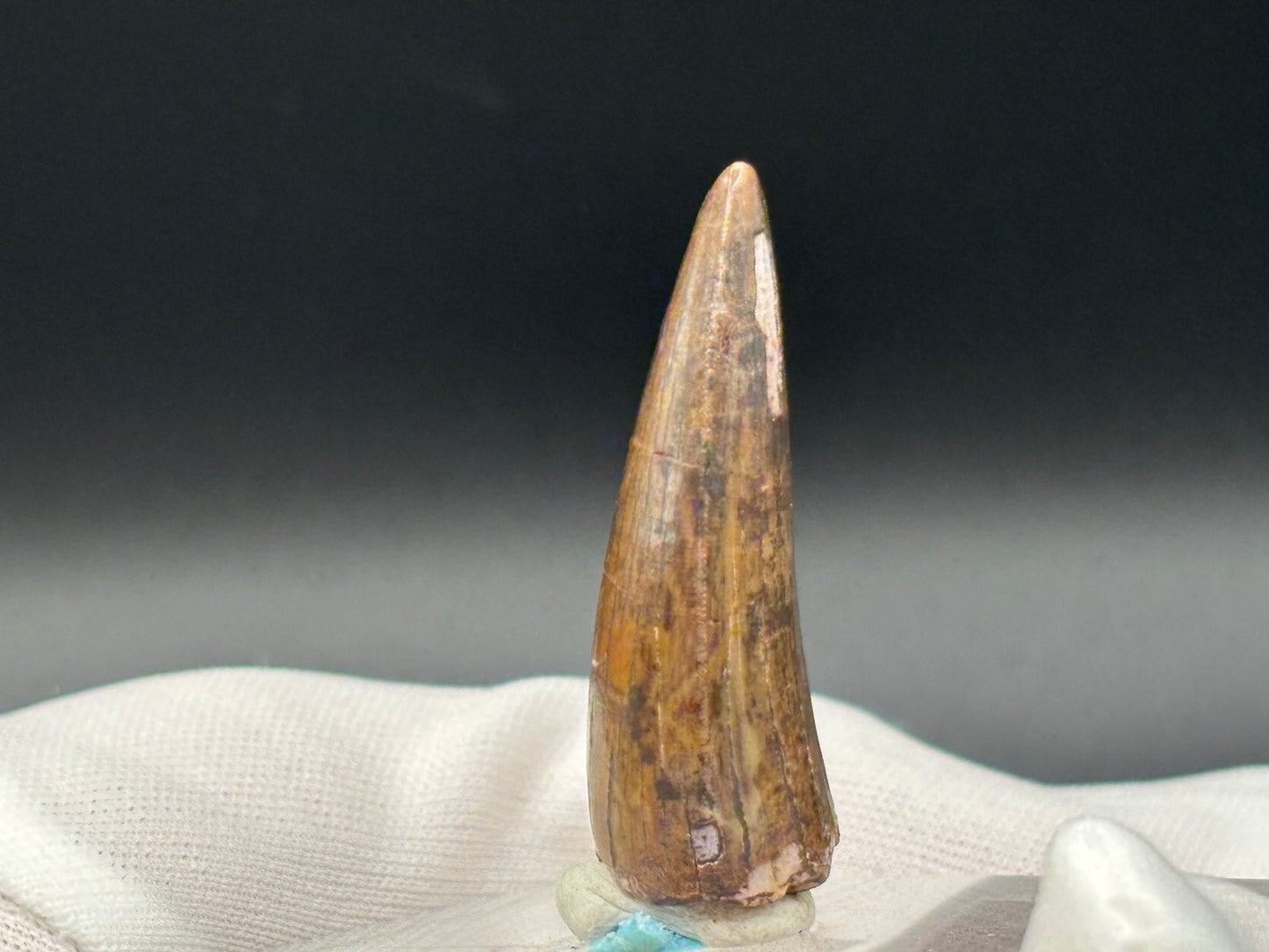 Authentic Phytosaur Tooth – Chinle Formation, St. Johns, Arizona