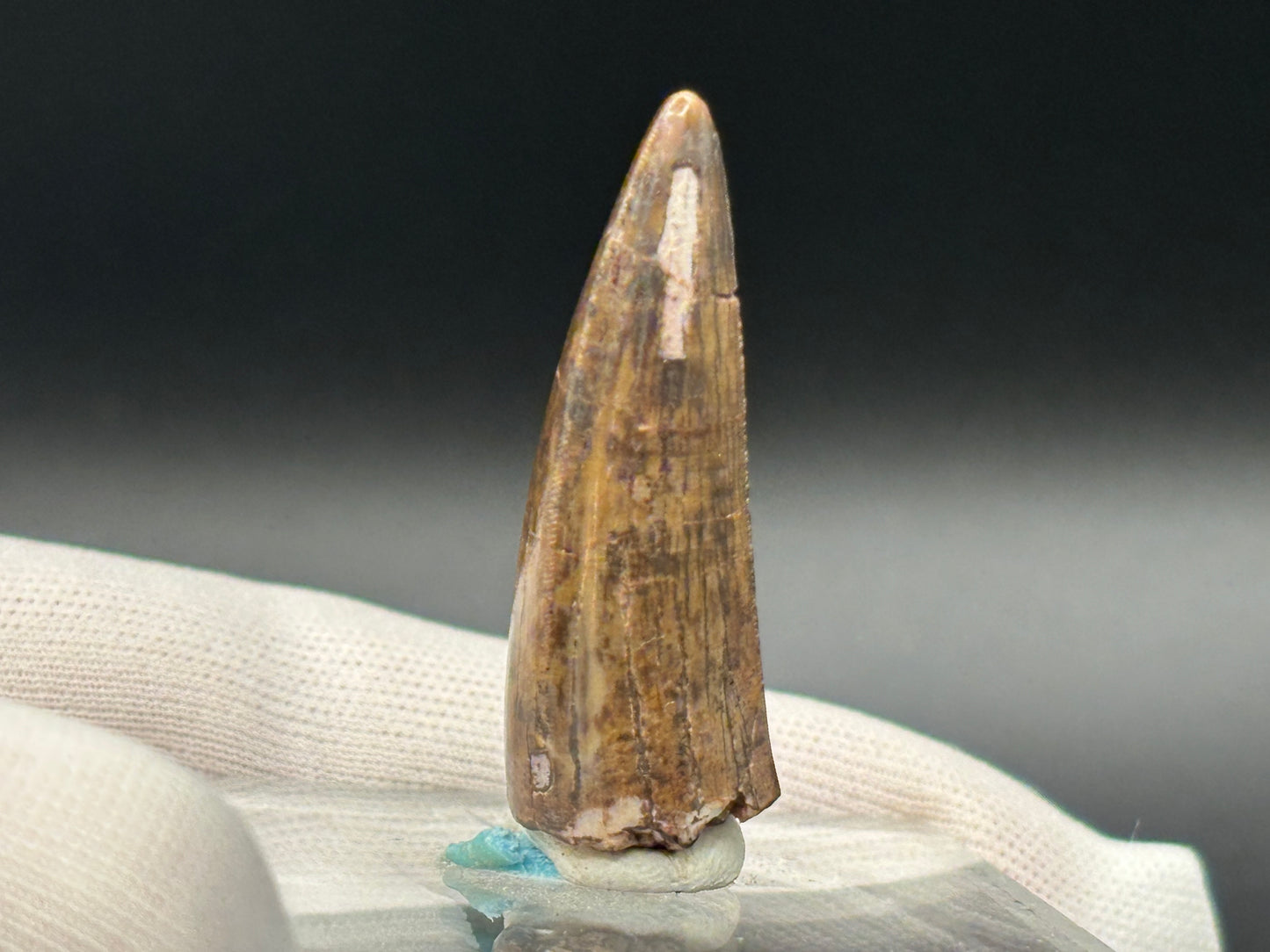 Authentic Phytosaur Tooth – Chinle Formation, St. Johns, Arizona
