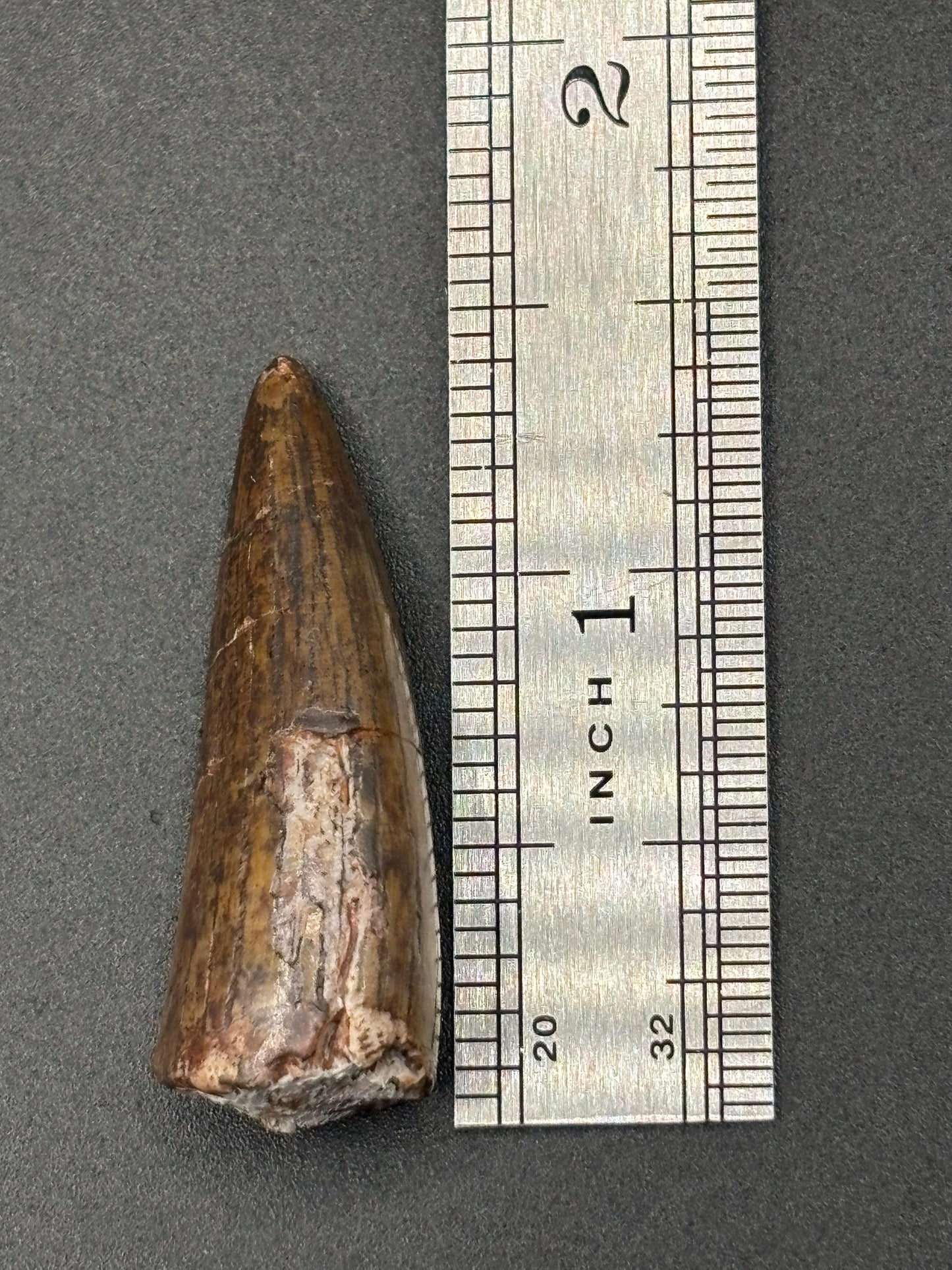 Authentic Phytosaur Tooth – Chinle Formation, St. Johns, Arizona