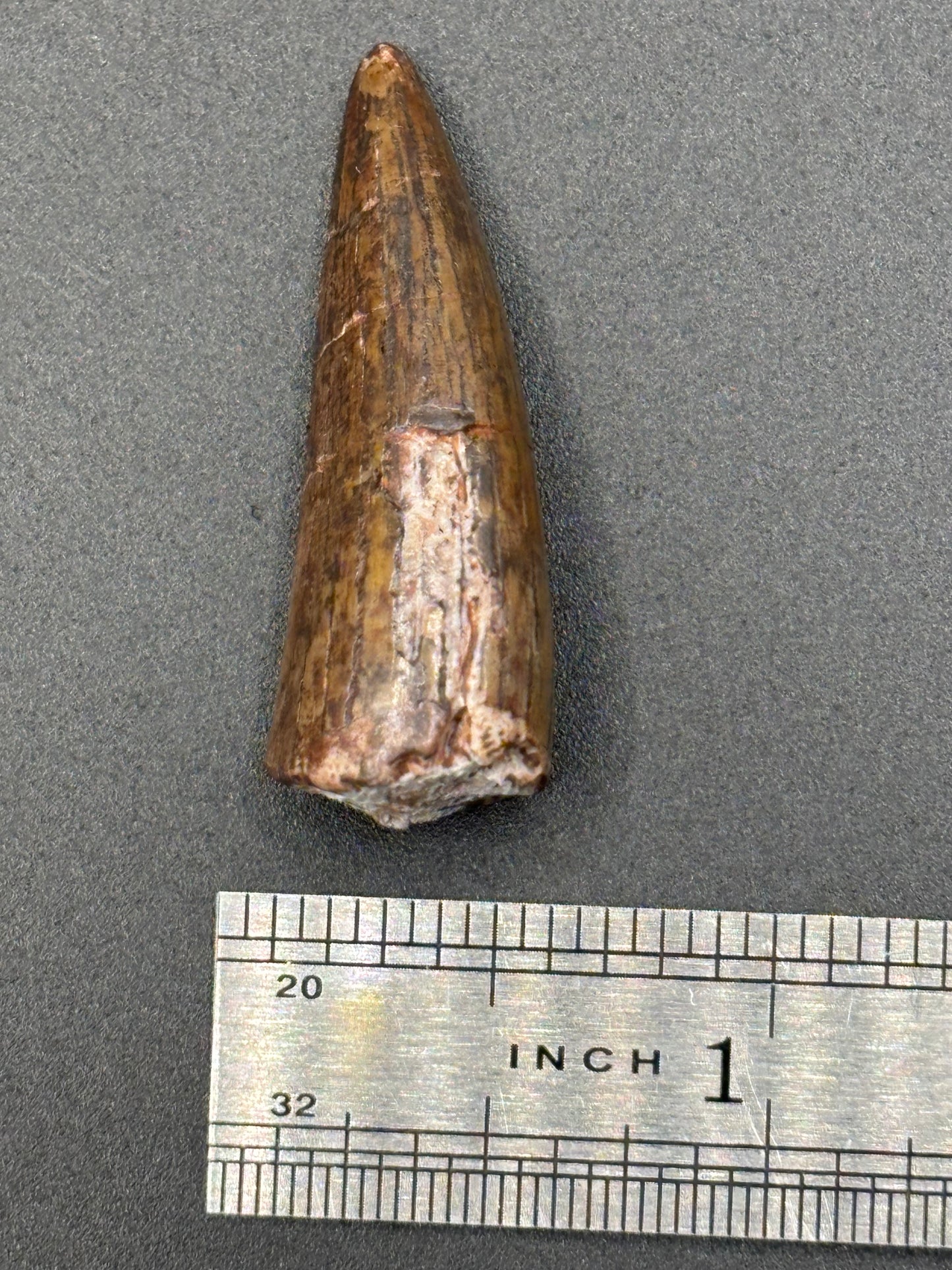 Authentic Phytosaur Tooth – Chinle Formation, St. Johns, Arizona