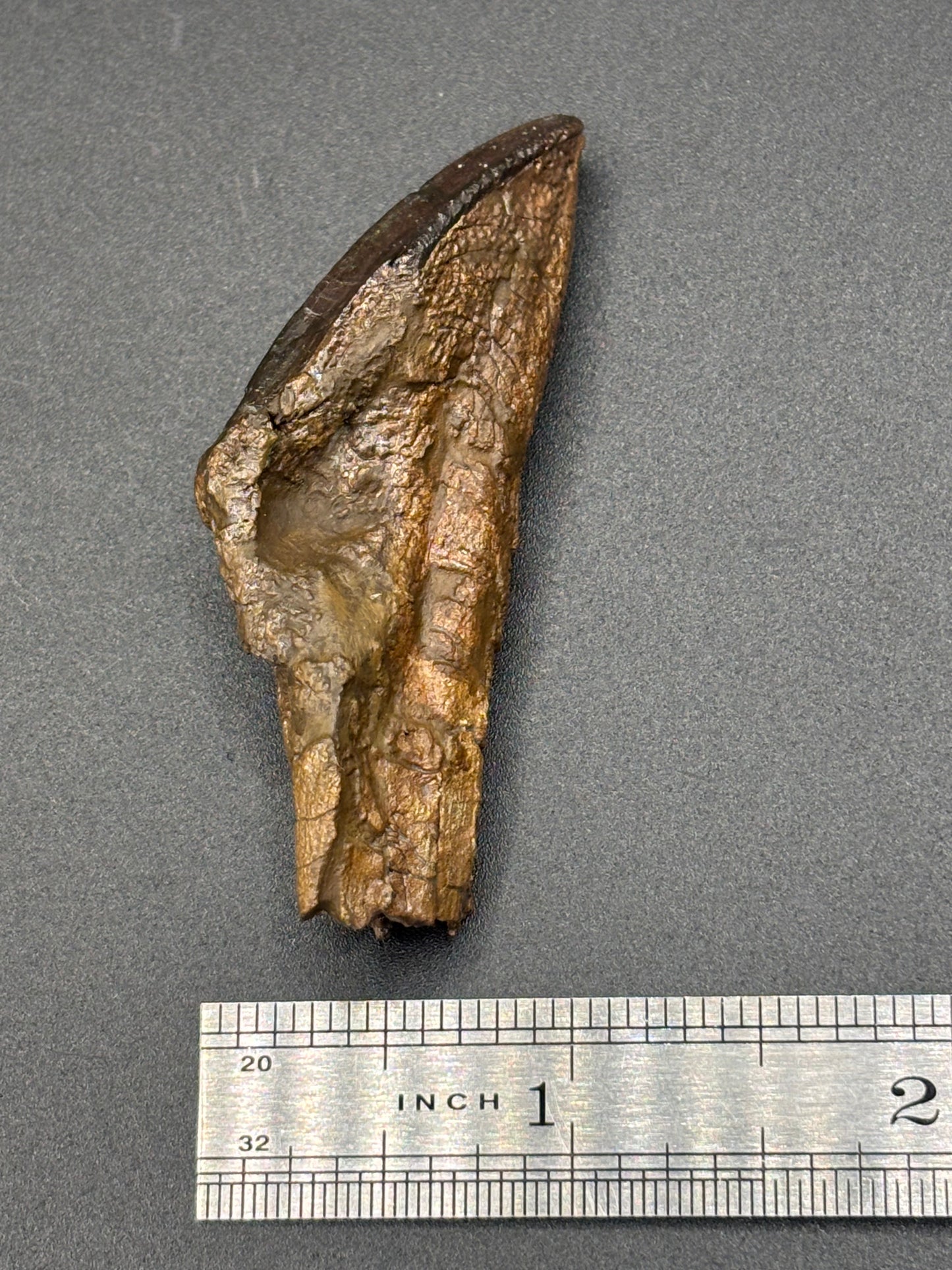 Museum-Quality Rooted Brachylophosaurus Tooth – Judith River Formation, Montana