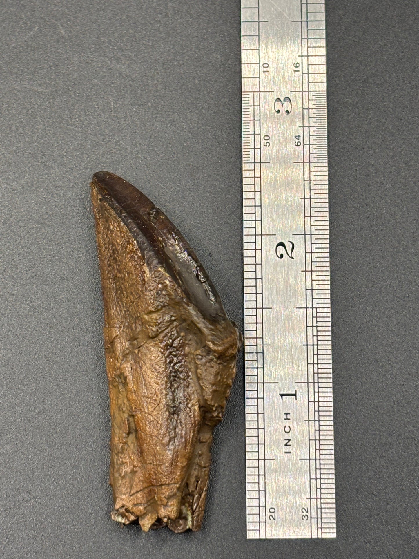 Museum-Quality Rooted Brachylophosaurus Tooth – Judith River Formation, Montana