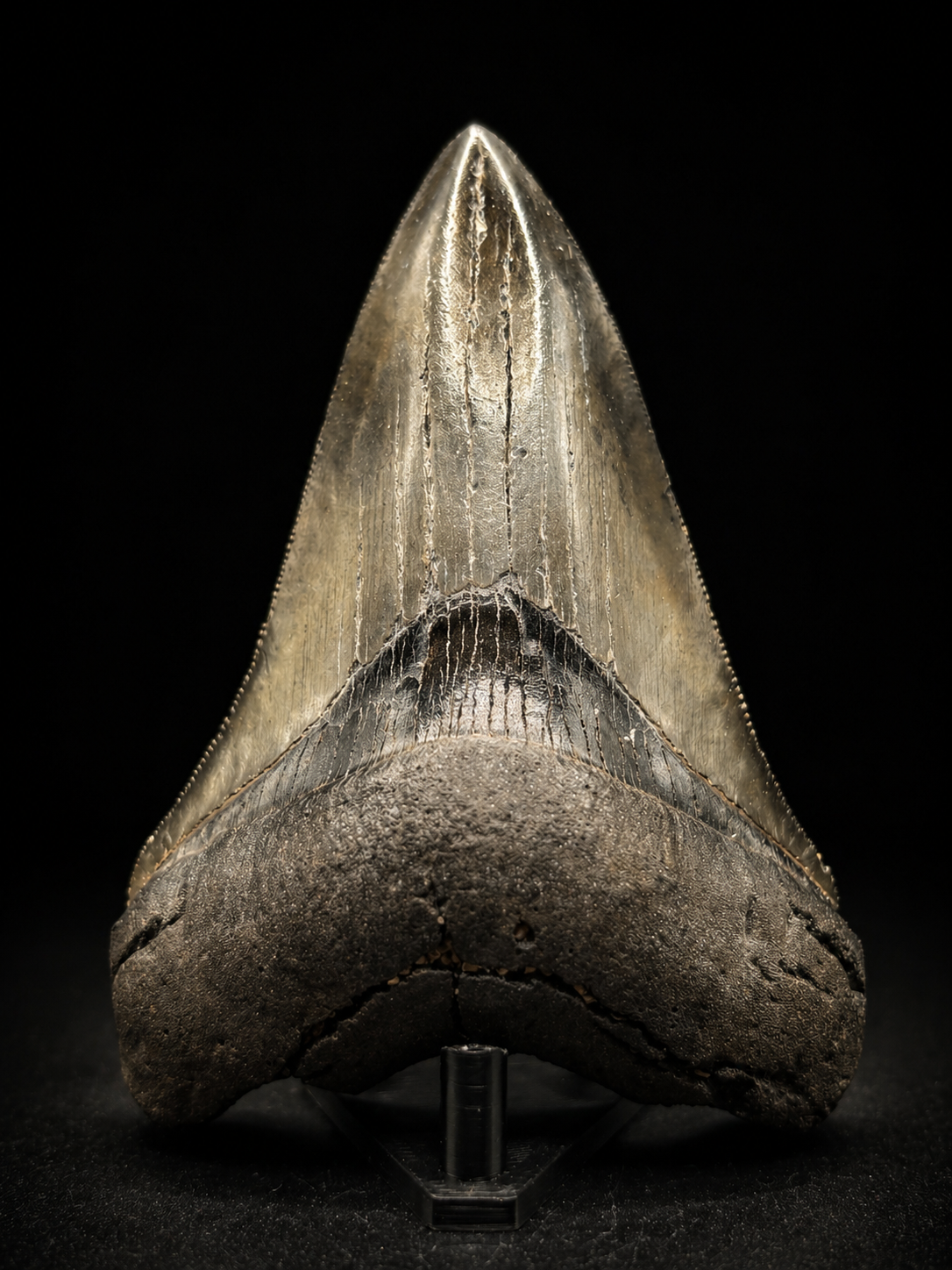 Megalodon Tooth Fossil – South Carolina – Authentic Otodus megalodon Shark Tooth