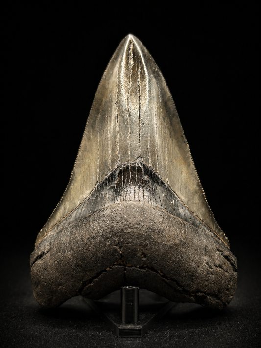 Megalodon Tooth Fossil – South Carolina – Authentic Otodus megalodon Shark Tooth