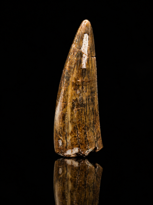 Authentic Phytosaur Tooth – Chinle Formation, St. Johns, Arizona