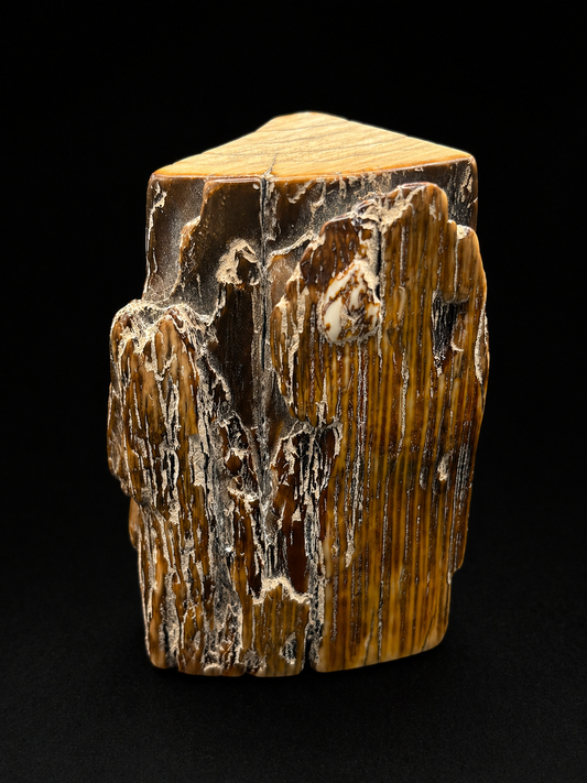 Woolly Mammoth Ivory Tusk Section 7.8 oz – Alaska 2025 Find – Authentic Fossil Specimen